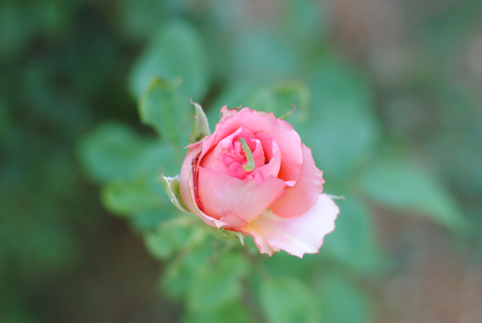 Nikon D3000 sample photo. Rose photography