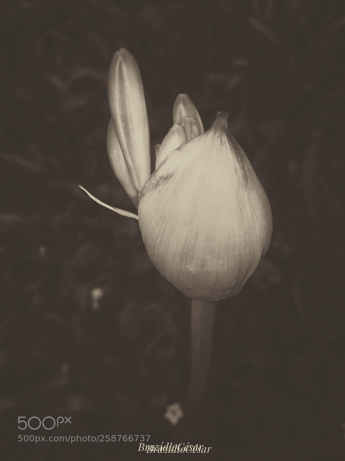 Apple iPhone 6s sample photo. Untitled photography