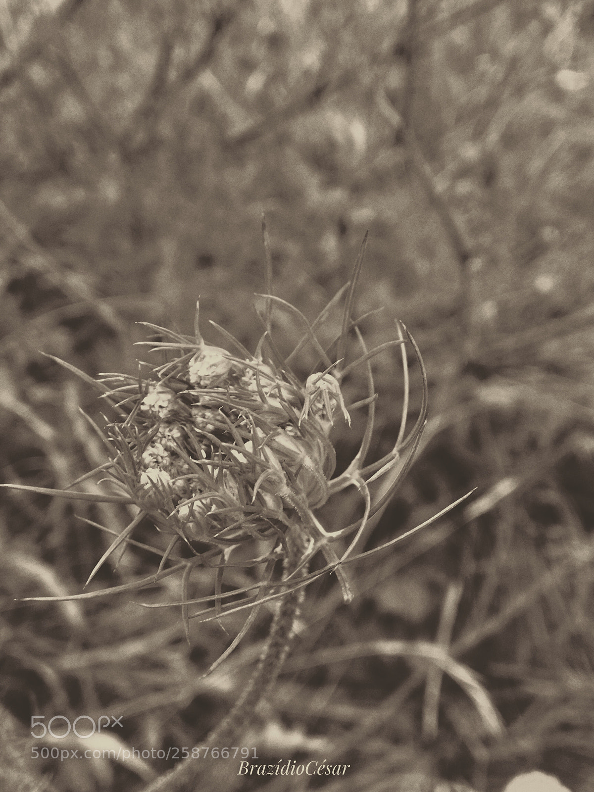 Apple iPhone 6s sample photo. Untitled photography