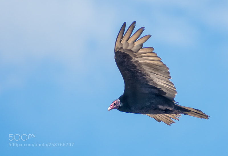 Nikon D7200 sample photo. Turkey vulture photography