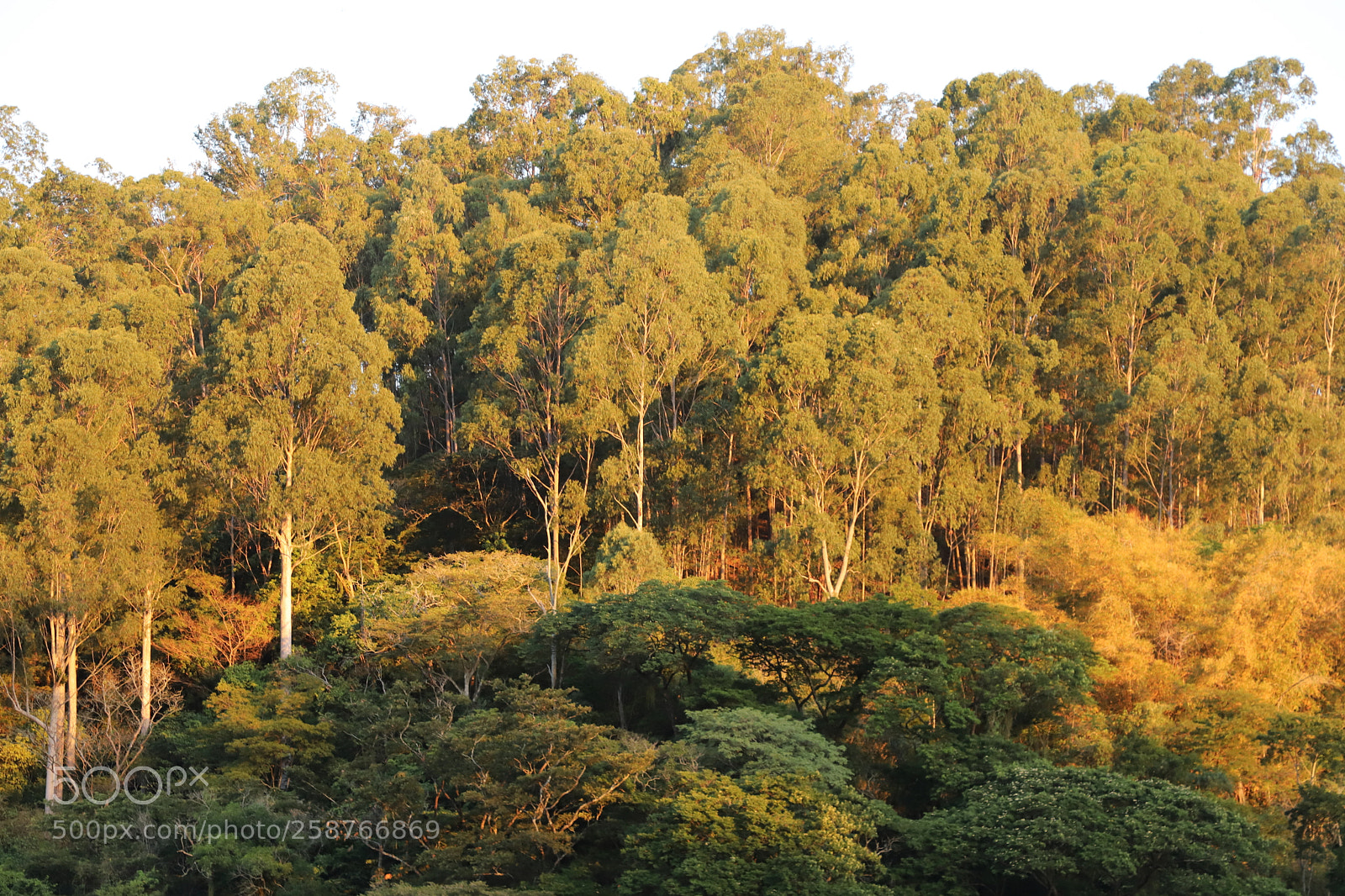 Canon EF 24-105mm F4L IS II USM sample photo. Autumn in rio outono photography