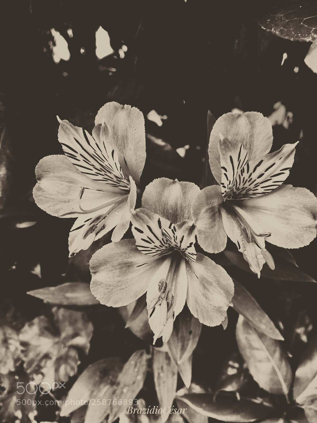 Apple iPhone 6s sample photo. Untitled photography