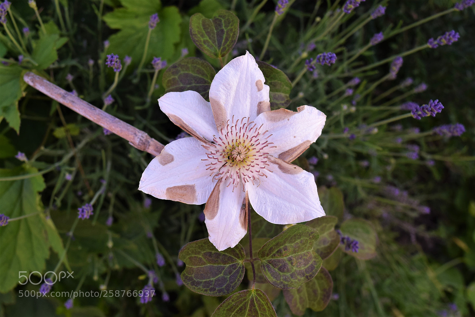 Nikon D3300 sample photo. Nešto photography