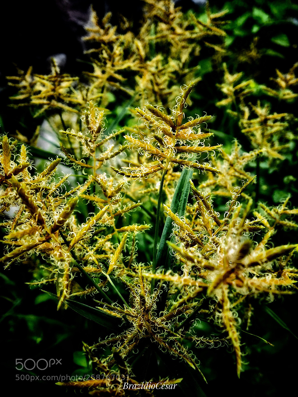 Apple iPhone 6s sample photo. Untitled photography