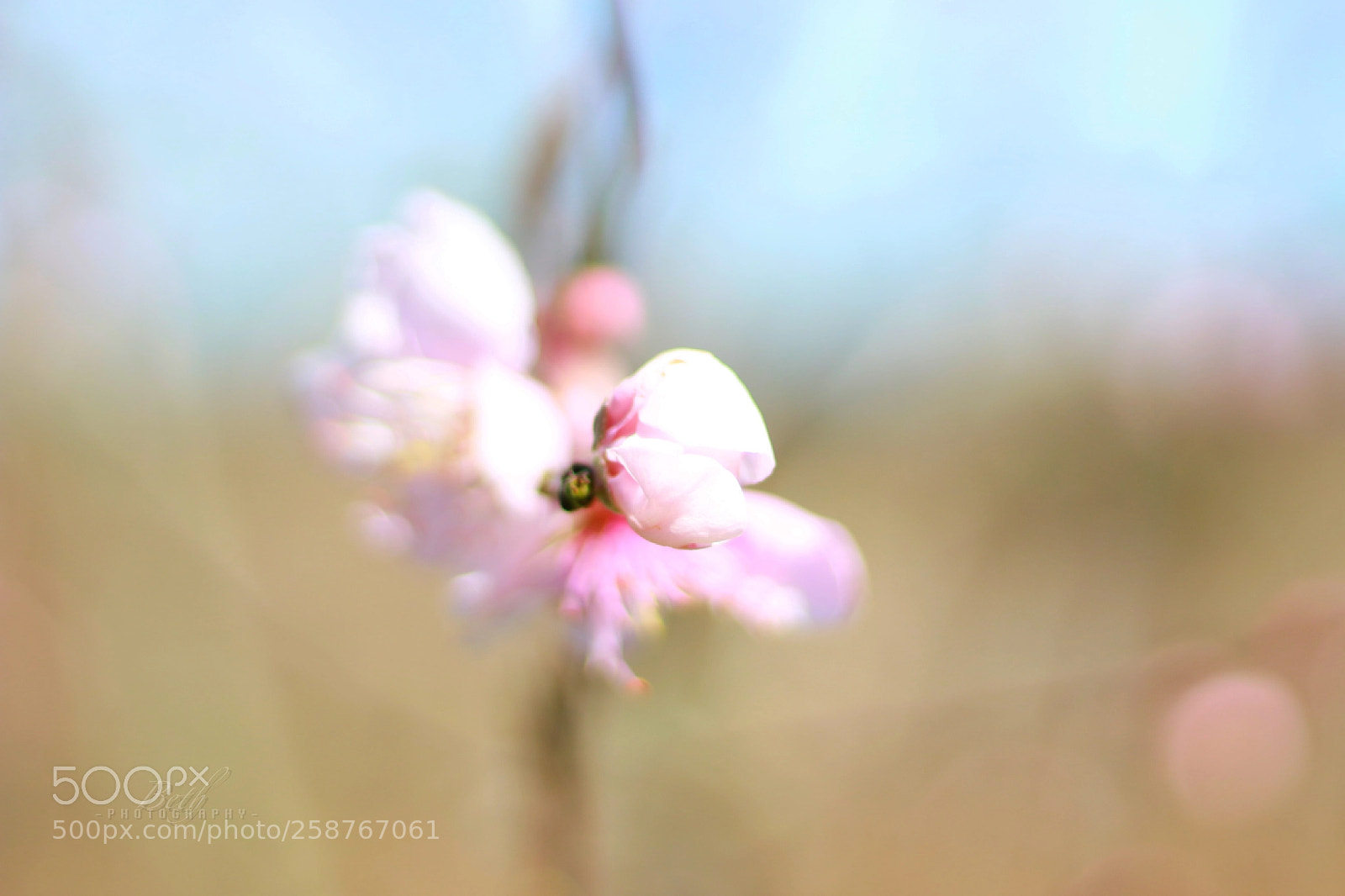 Canon EOS 100D (EOS Rebel SL1 / EOS Kiss X7) sample photo. Simplicity photography
