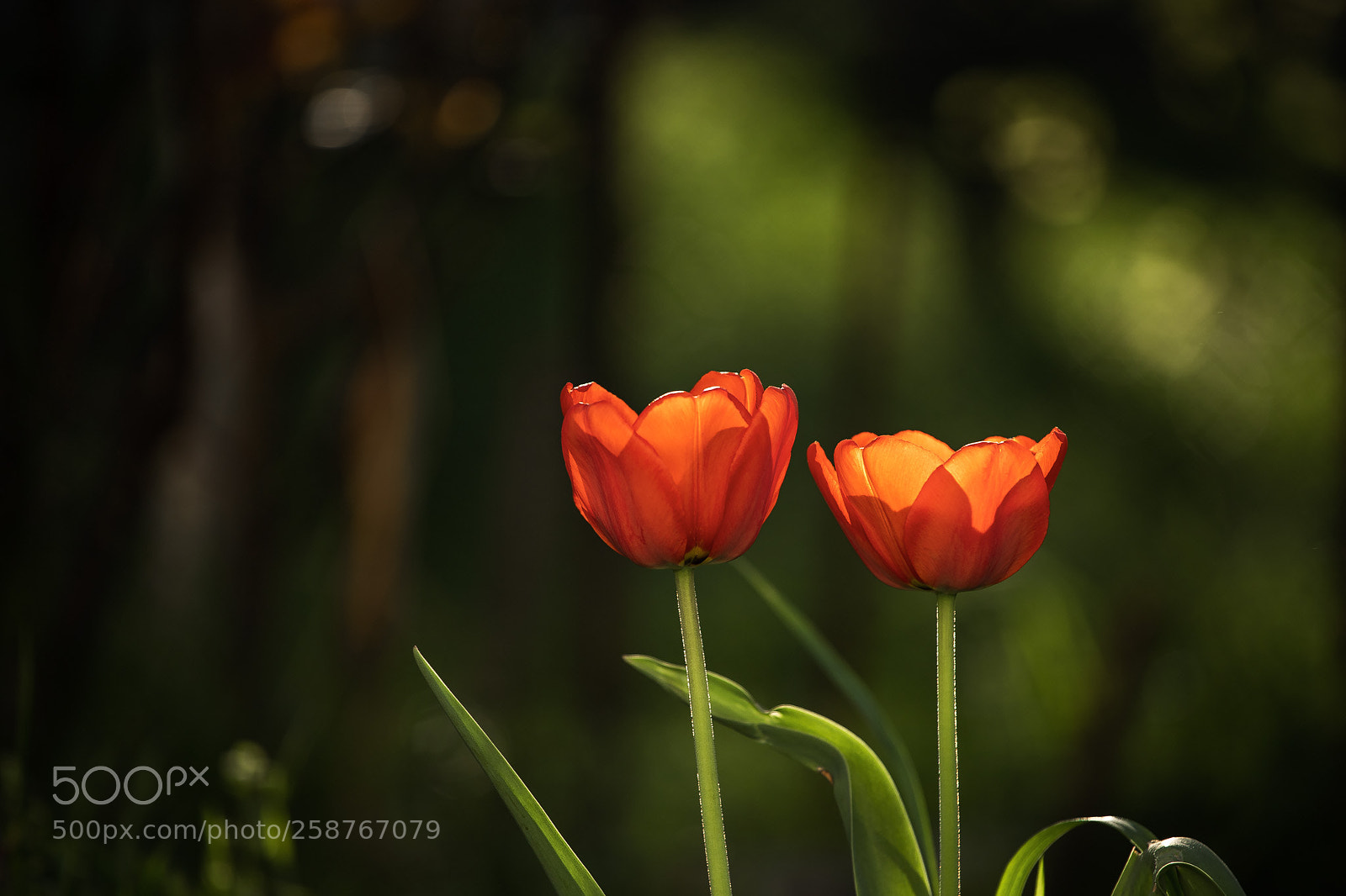 Canon EOS 6D Mark II sample photo. Tulip x2 photography