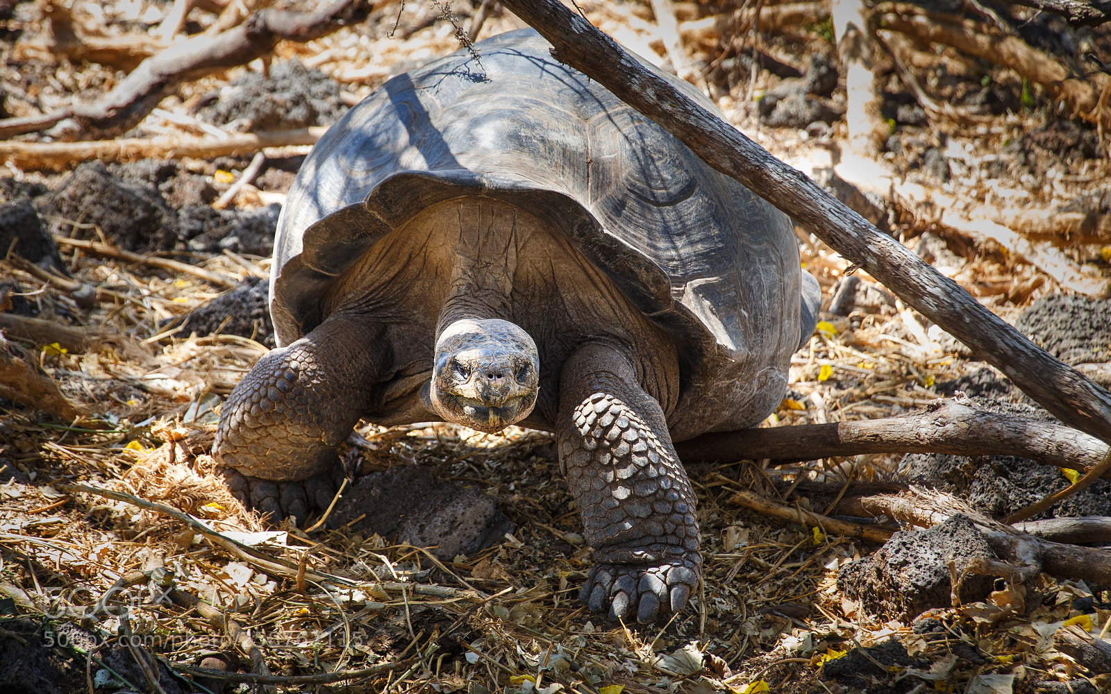 Canon EOS 6D sample photo. Bad ass turtle photography