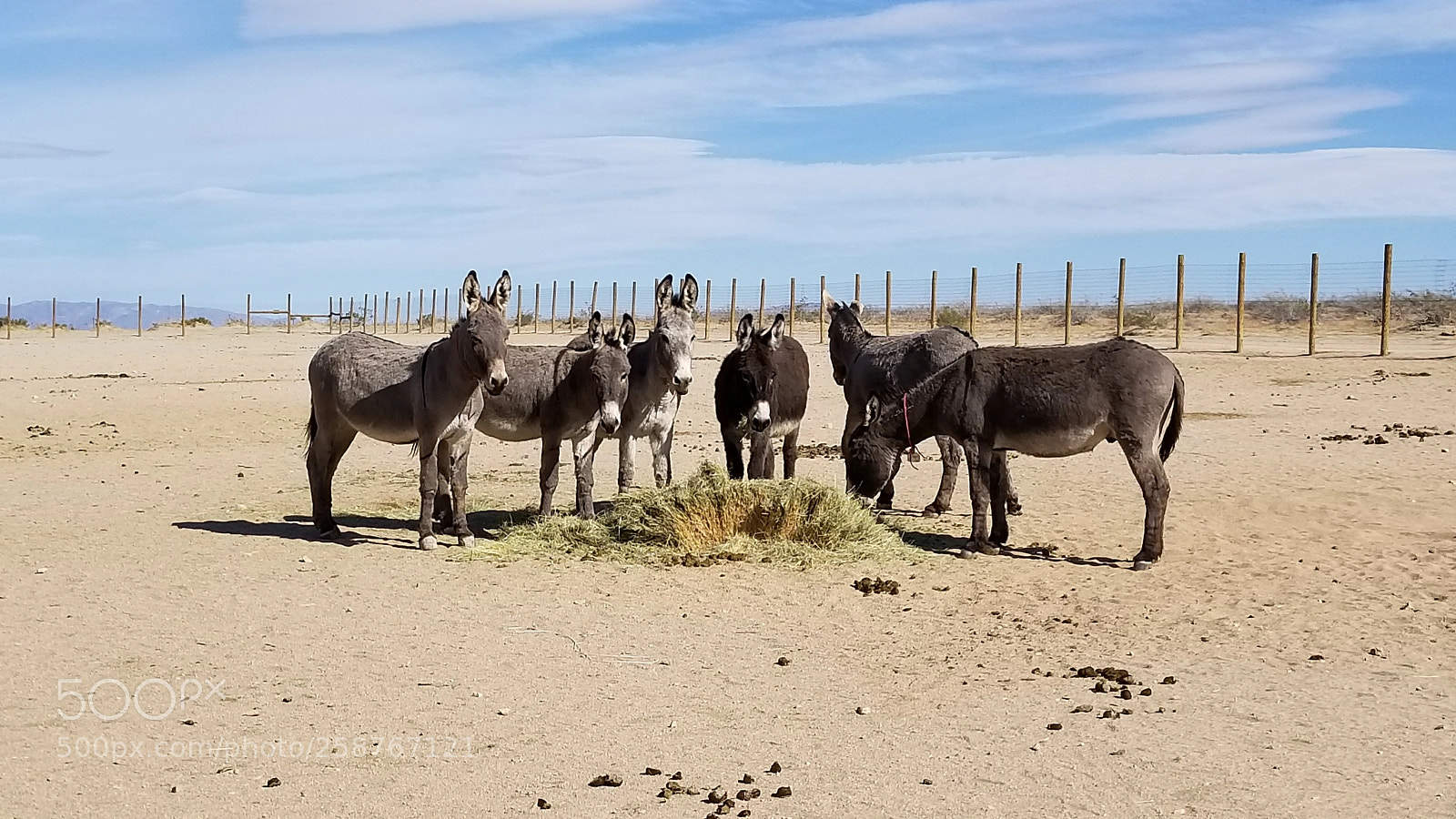 Samsung Galaxy S8+ sample photo. Burros at ridgecrest photography