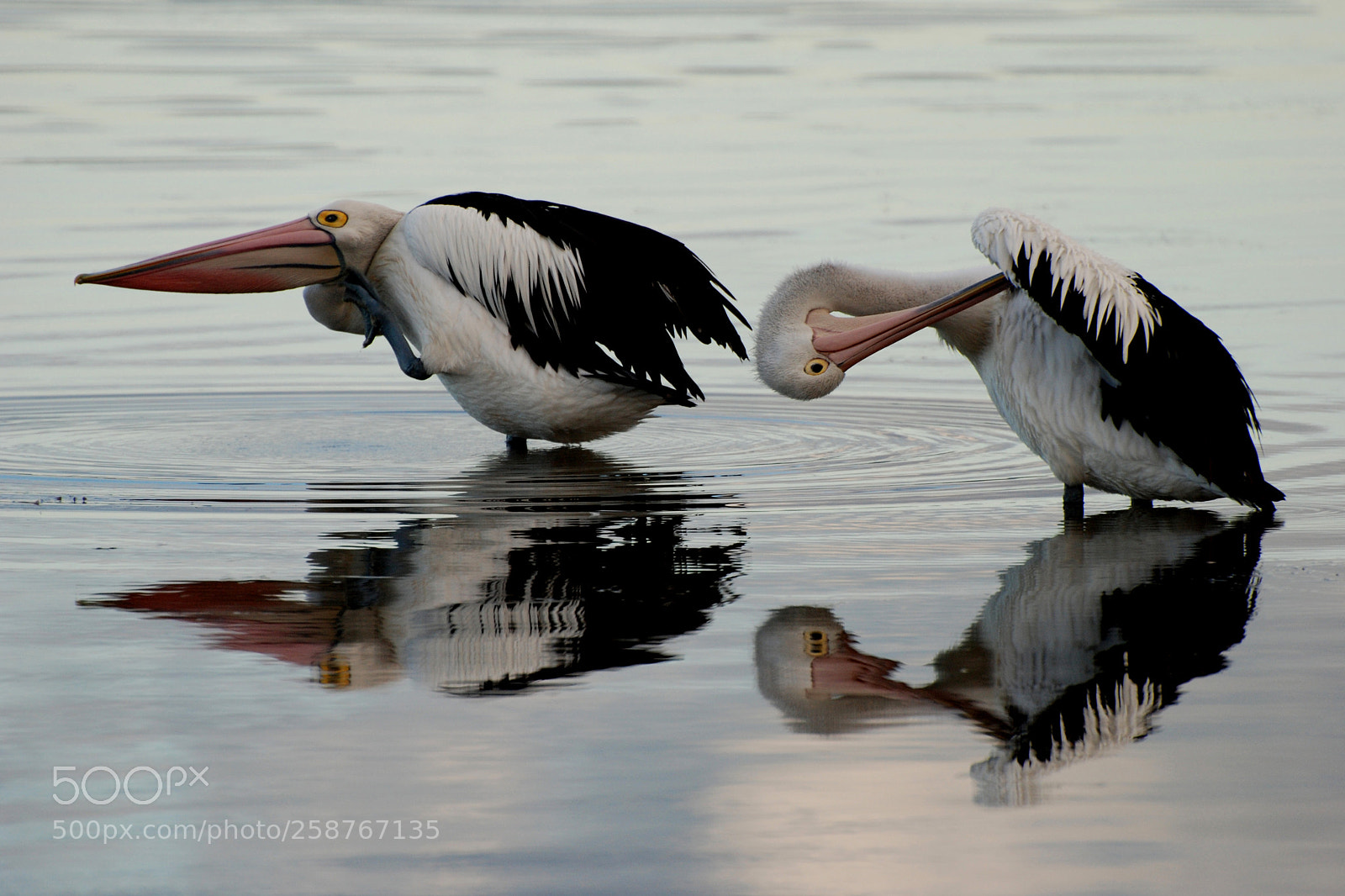 Nikon D80 sample photo. Pelican itch photography