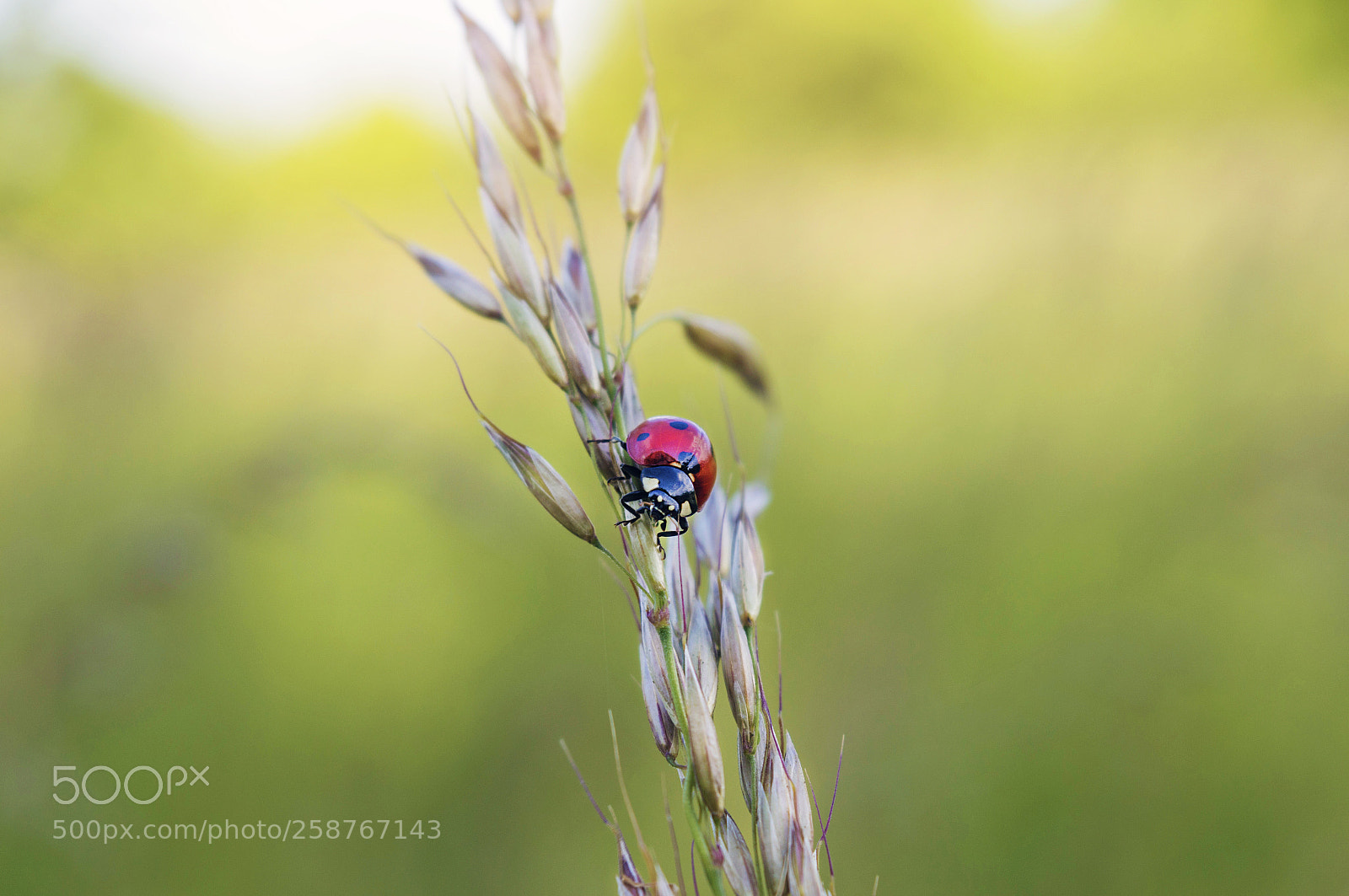 Nikon D3200 sample photo. * photography