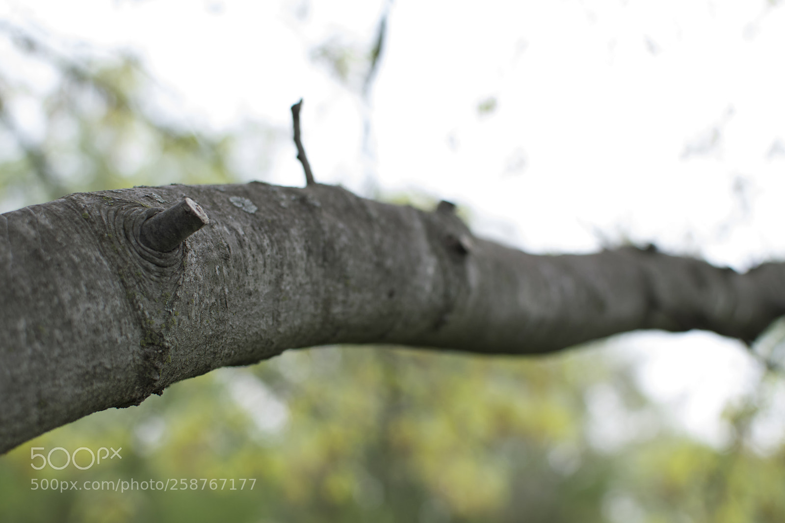 Nikon D3300 sample photo. Branch photography