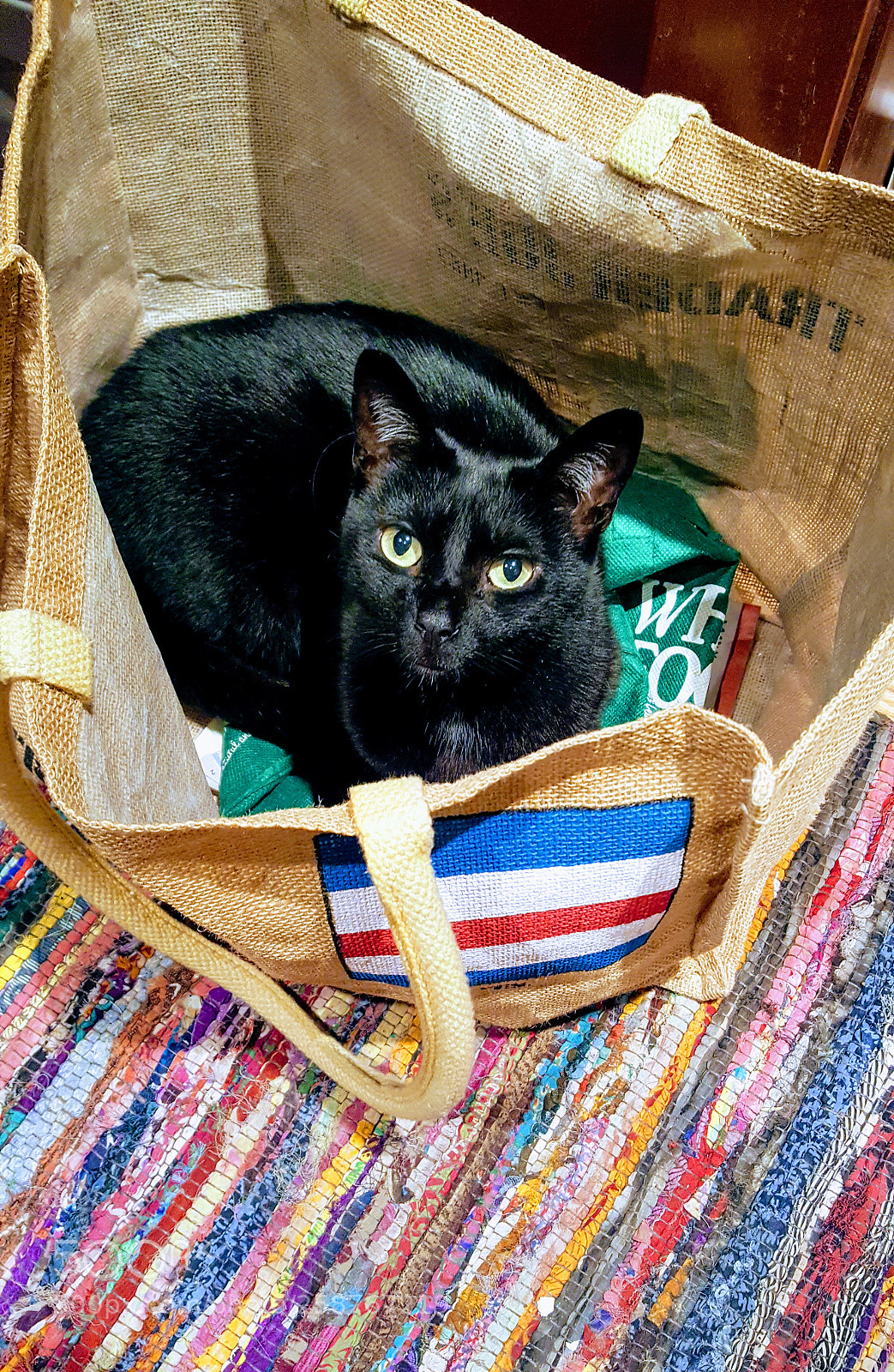 Samsung Galaxy S6 sample photo. Cat in bag photography
