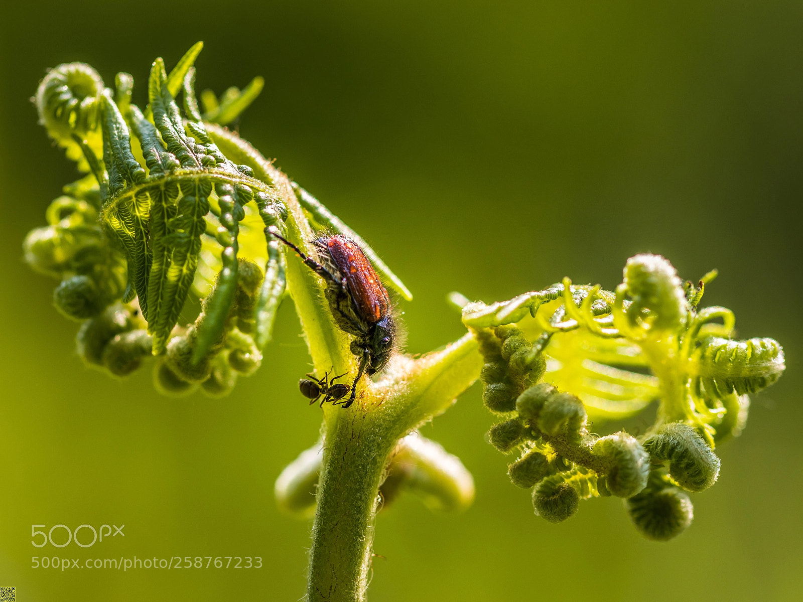 Canon EOS 80D sample photo. Phyllopertha horticola photography