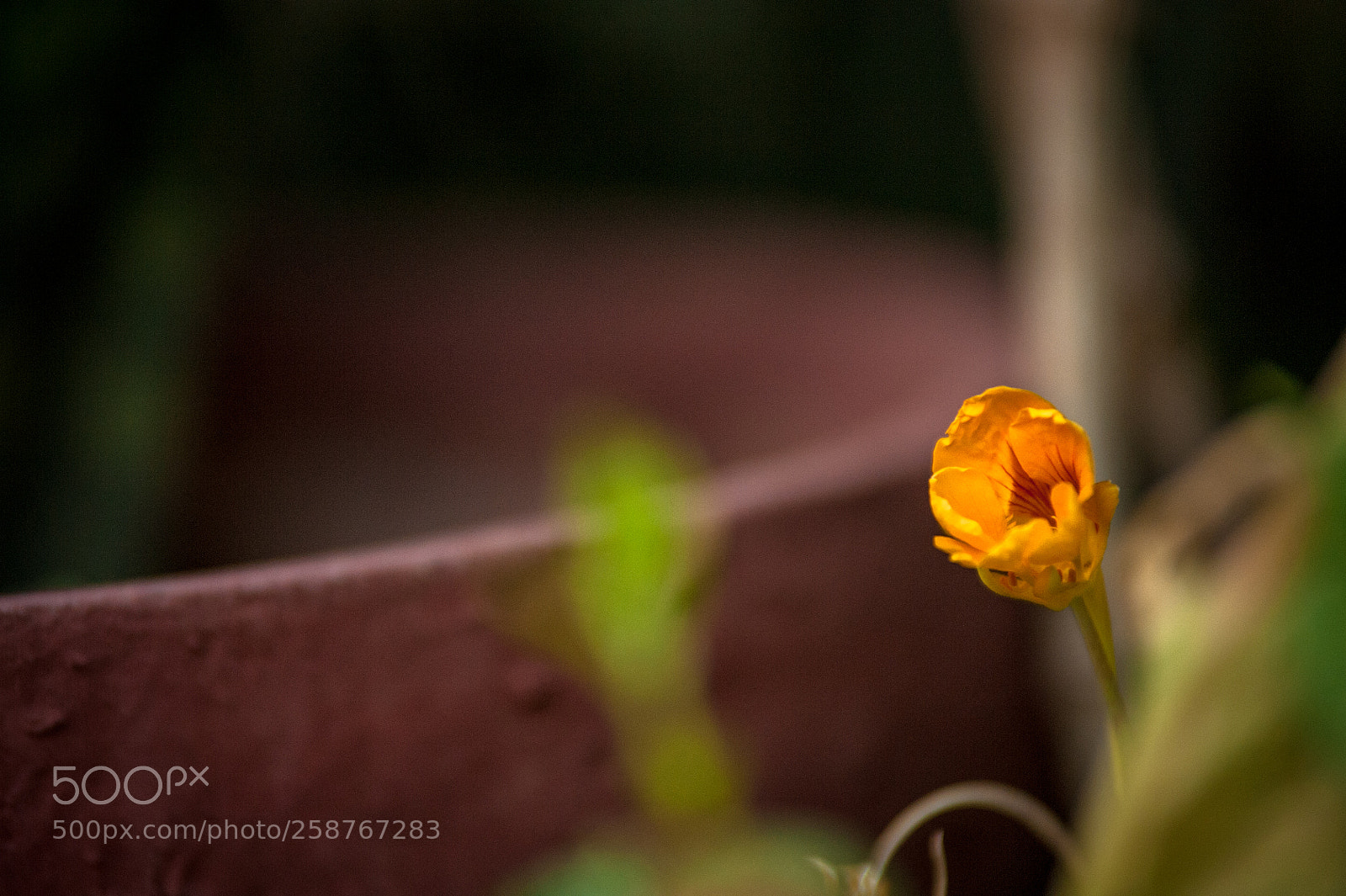Nikon D700 sample photo. The gold in nature photography
