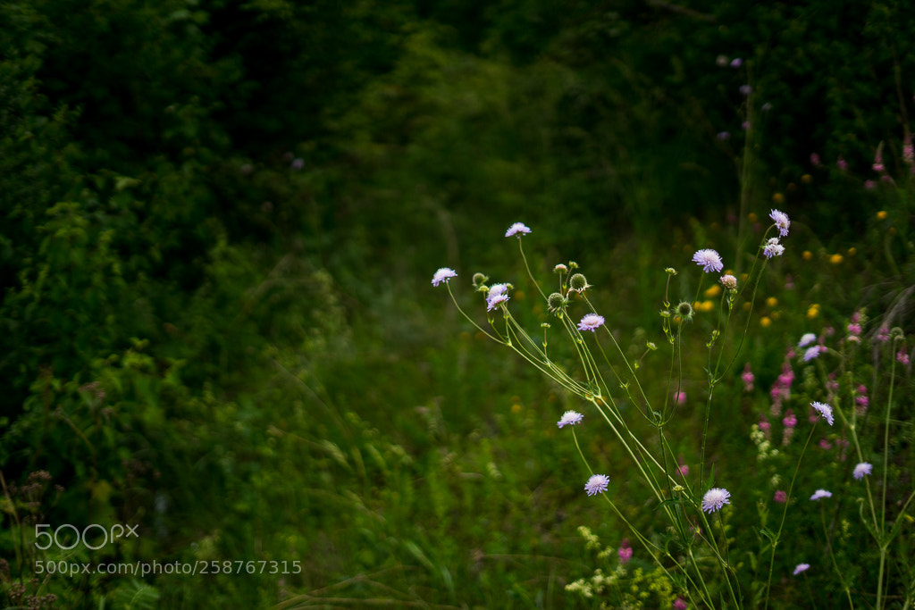 Sony a7 II sample photo. Colors photography