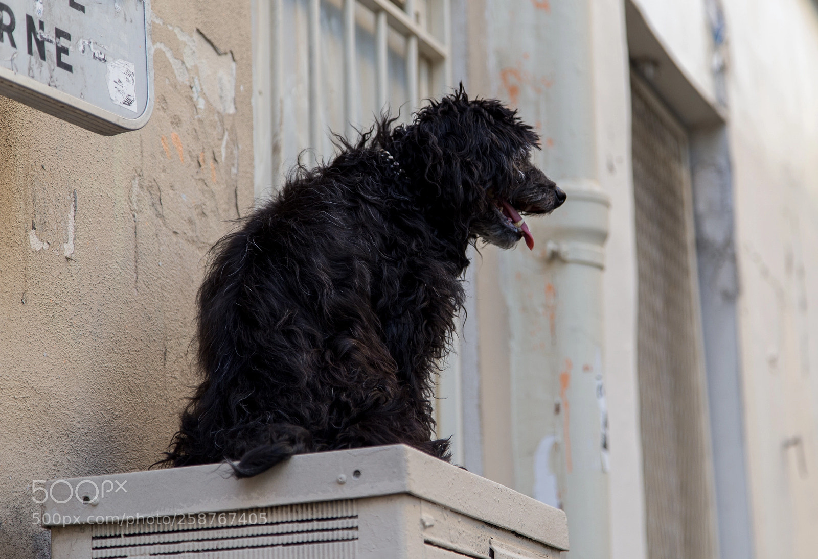 Canon EOS 6D sample photo. The dog of monmartre photography