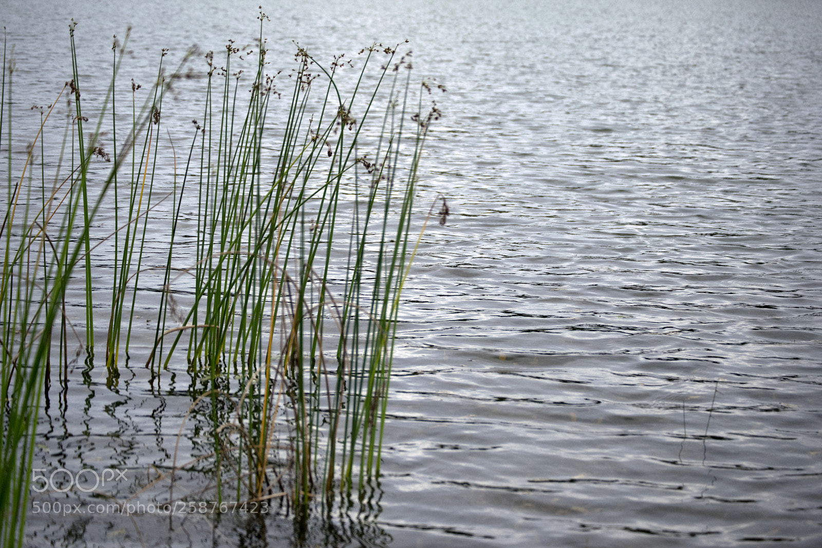 Nikon D3300 sample photo. Lake grass photography