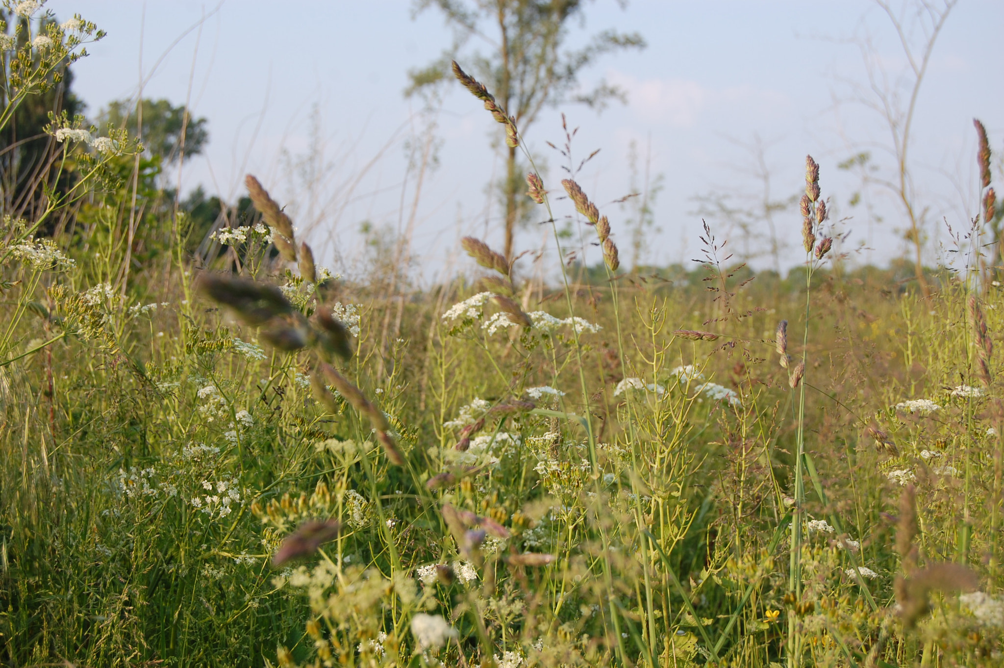Nikon D40 sample photo. Don't walk on the grass photography