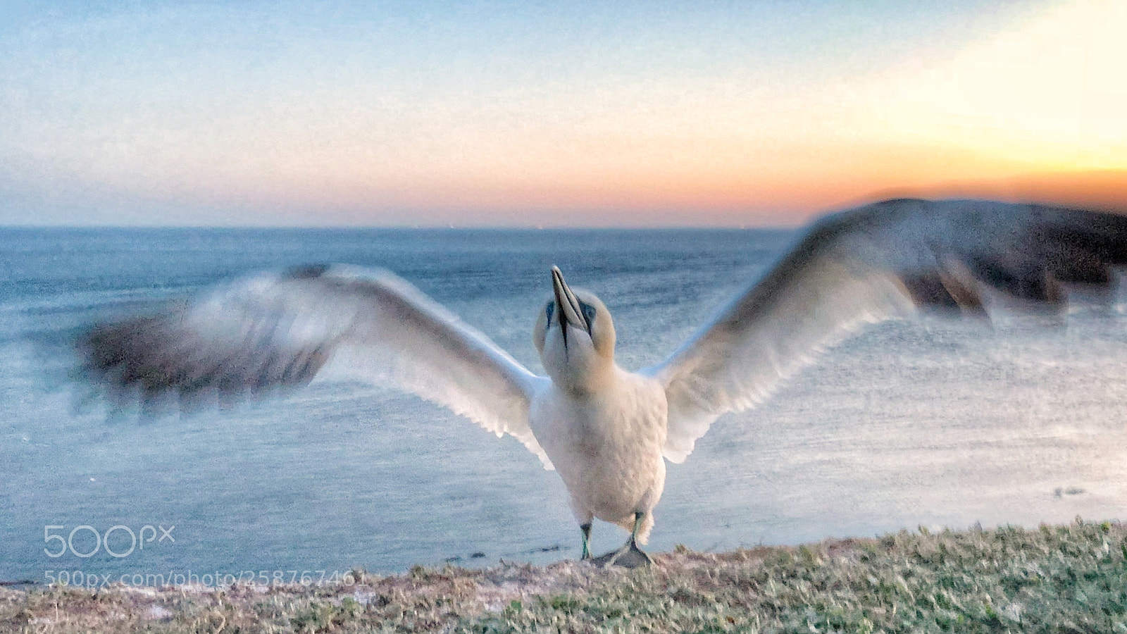 Apple iPhone X sample photo. Northern gannet.  photography
