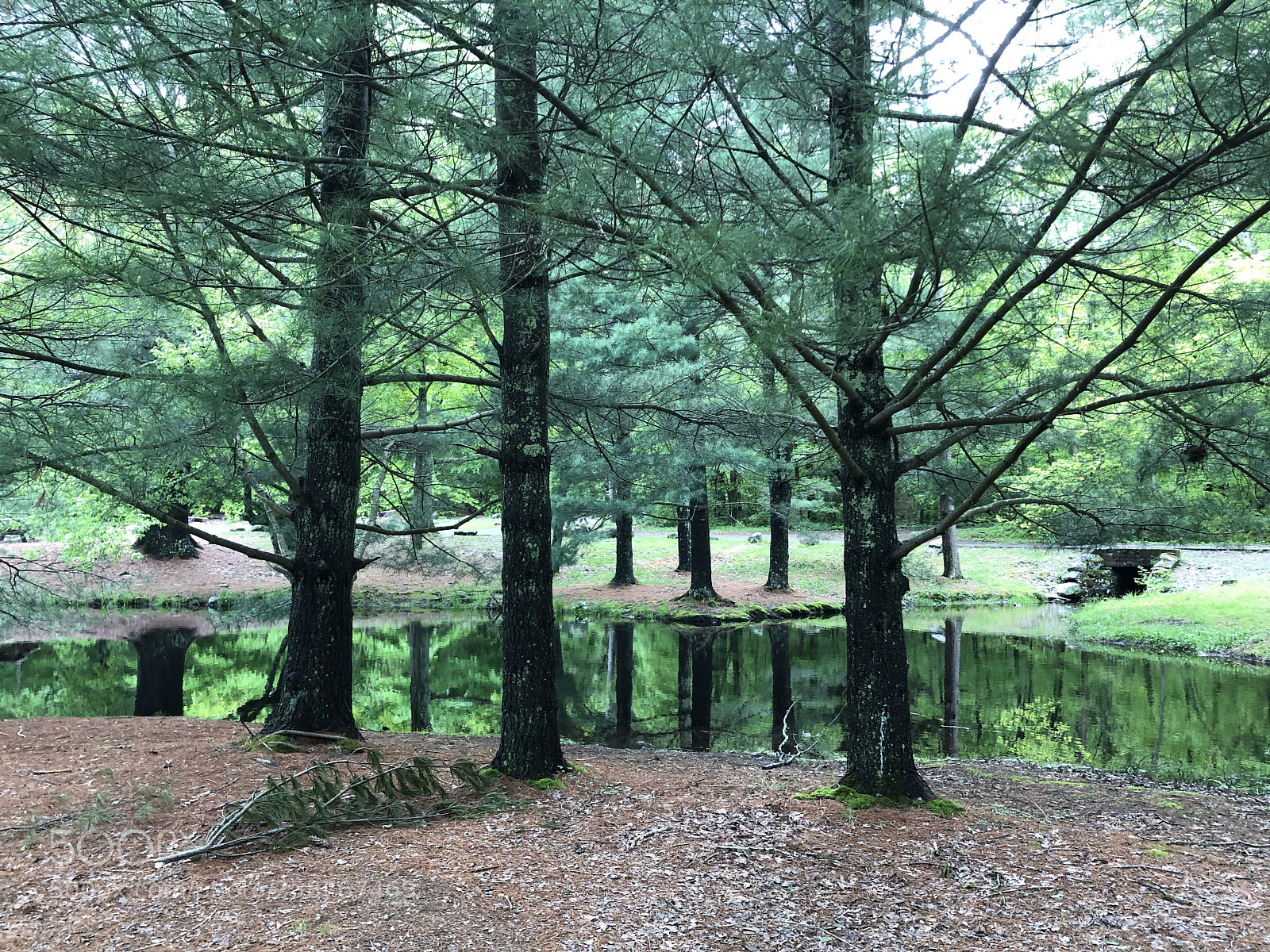 Apple iPhone X sample photo. Trees and a creek photography