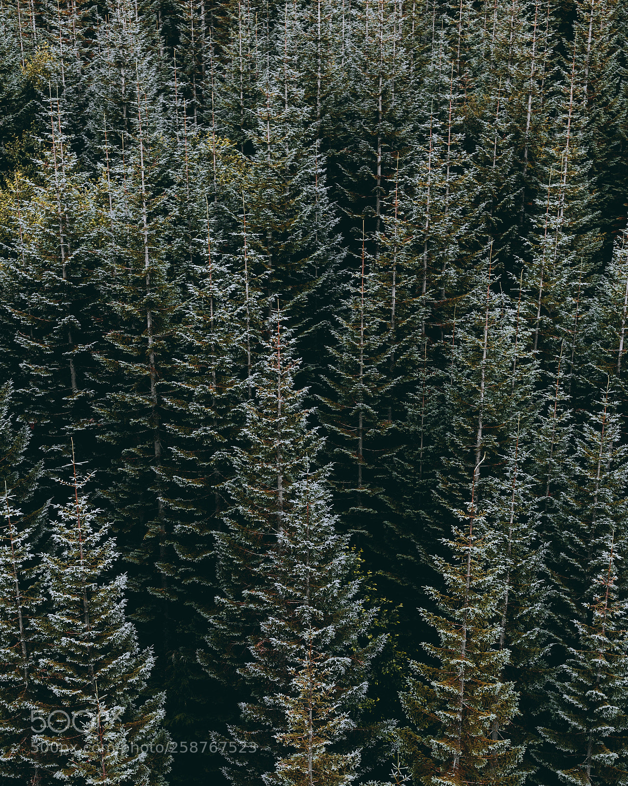 Canon EOS 6D sample photo. Forest forever. photography