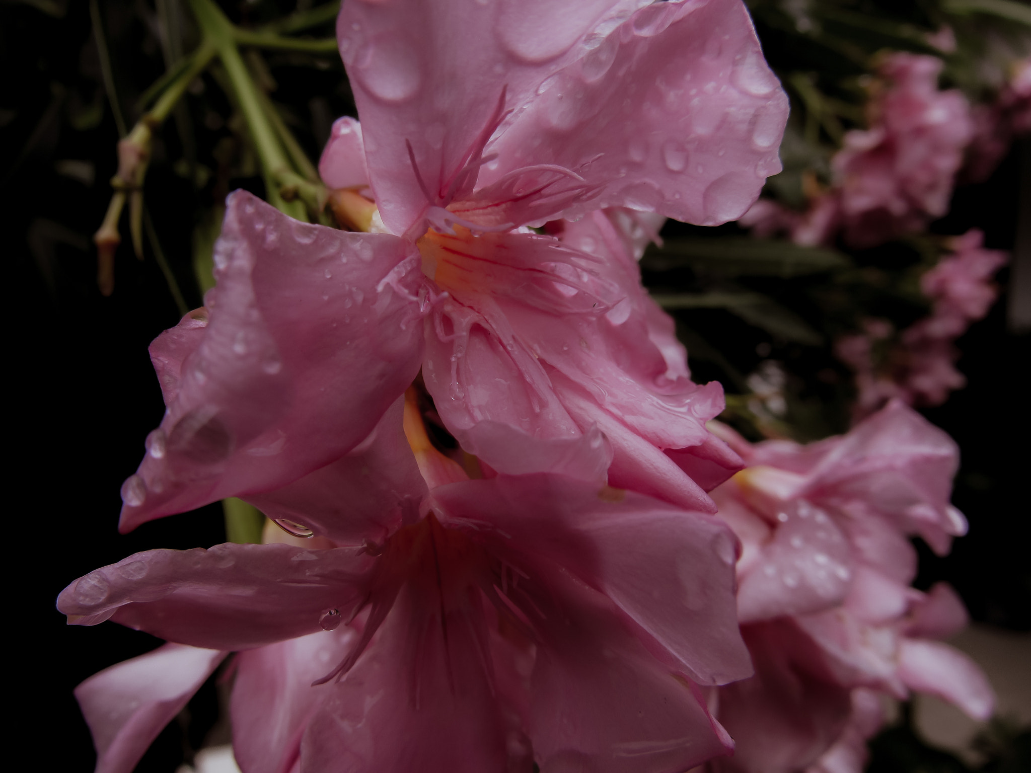 Canon PowerShot SX520 HS sample photo. Flower photography