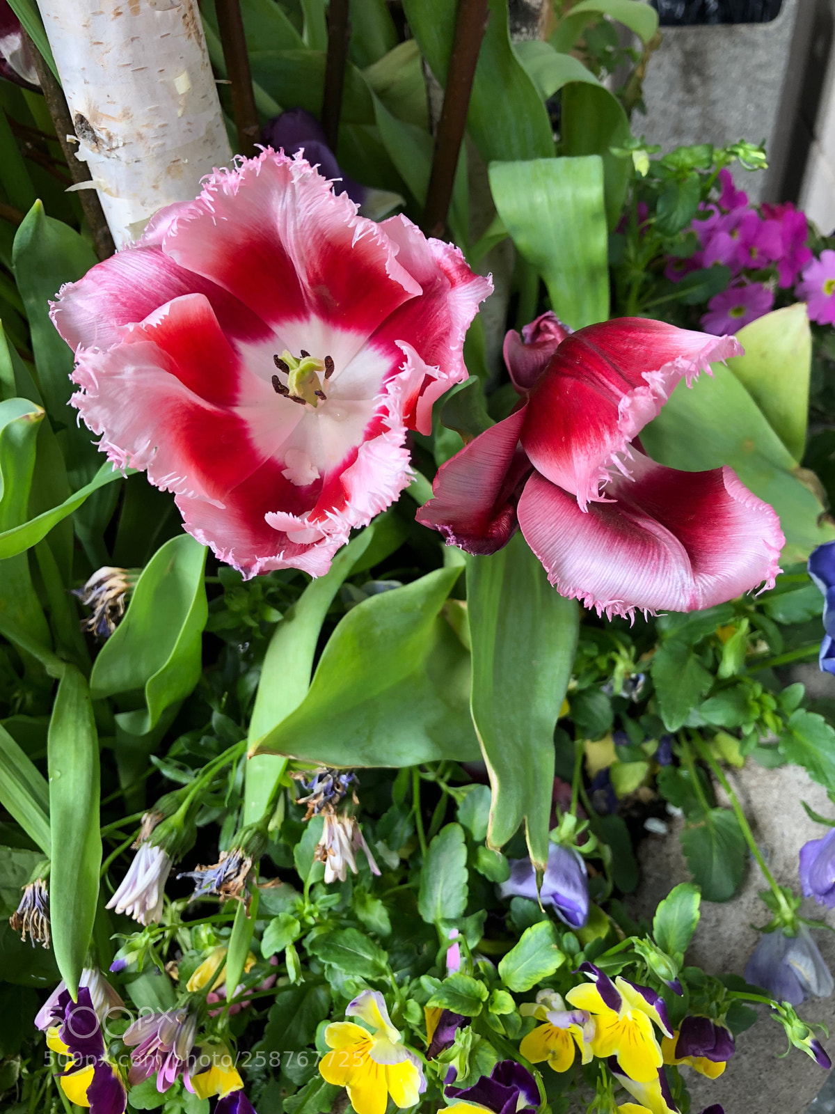 Apple iPhone 8 Plus sample photo. Late tulip photography