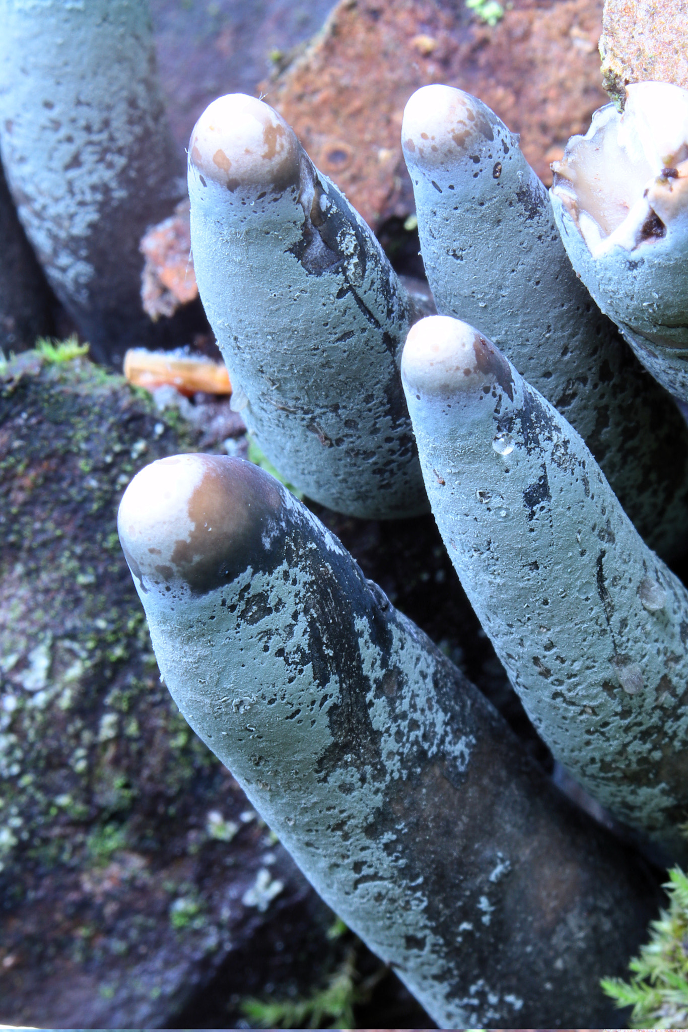 Canon EOS M5 sample photo. Dead man's fingers ii photography
