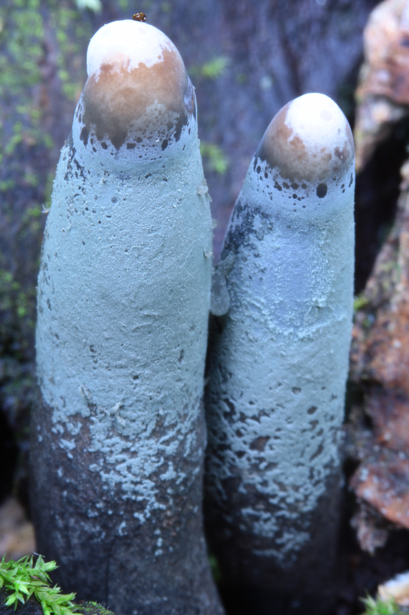 Canon EOS M5 sample photo. Dead man's fingers iii photography