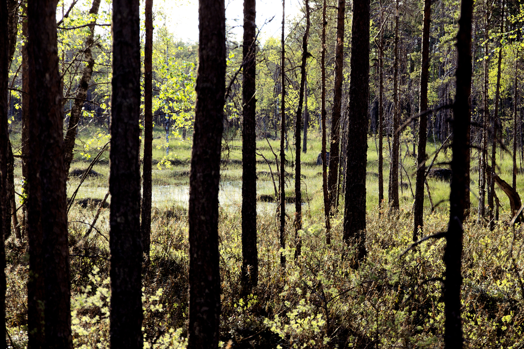 Pentax K-7 sample photo. Backlight, trees and swamp photography