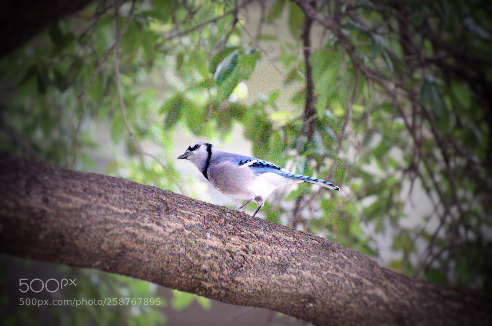 Nikon D5100 sample photo. Blue jay 4 photography