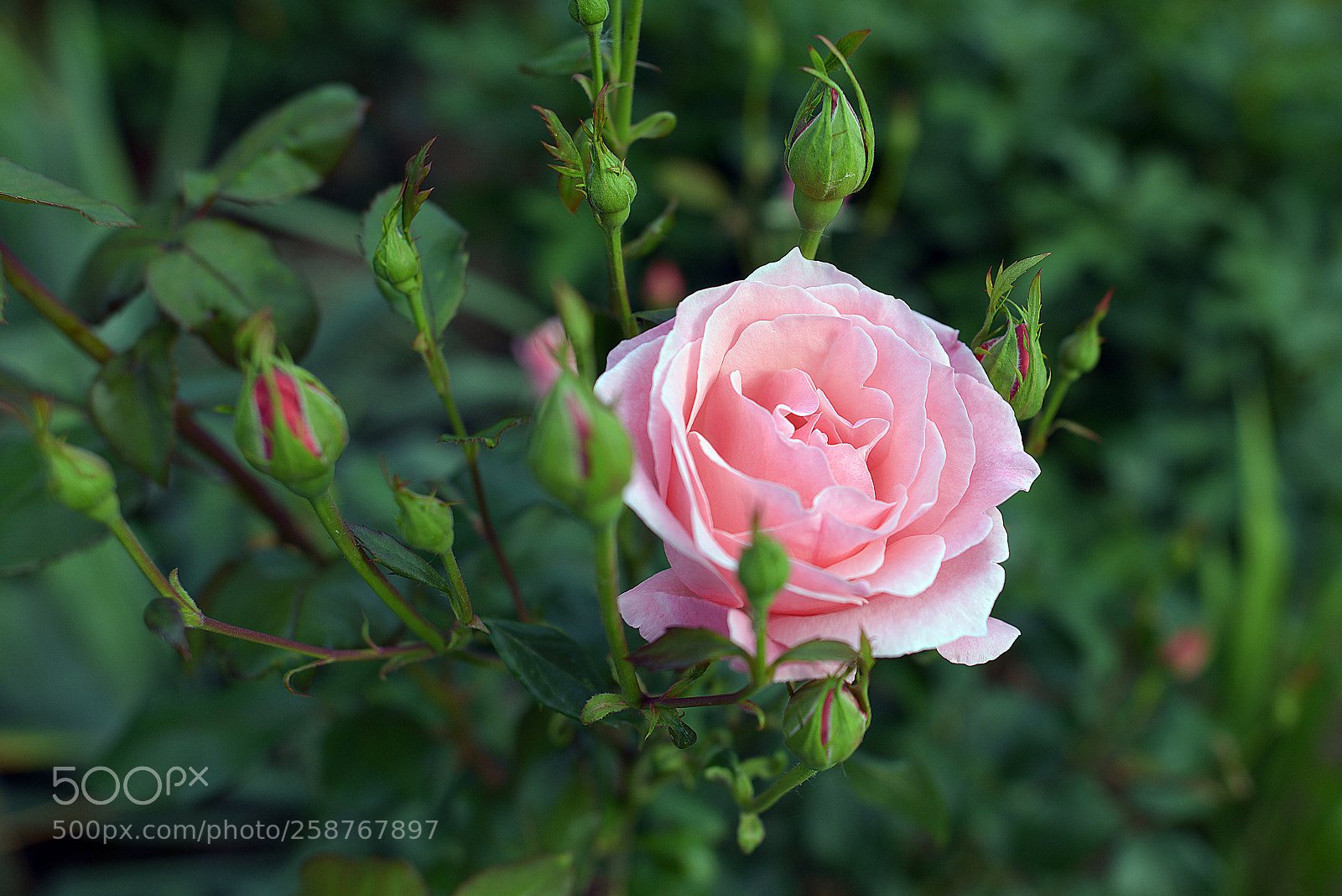 Nikon D800 sample photo. Roses photography