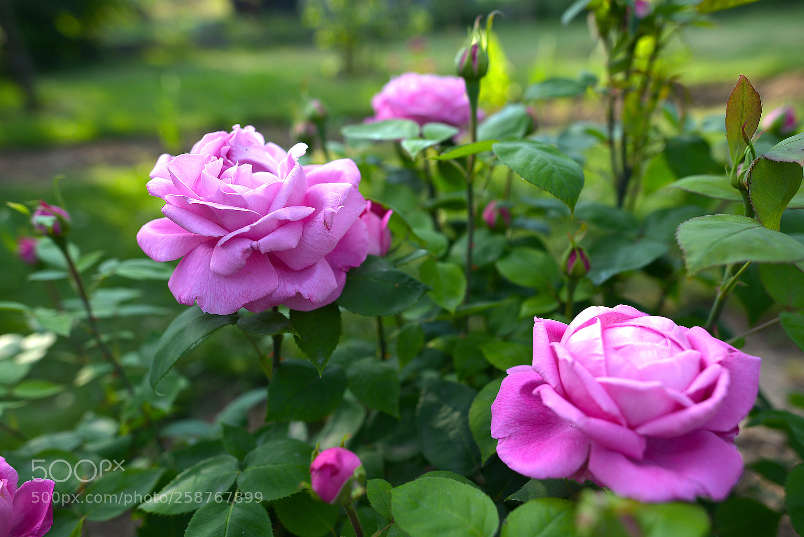 Nikon D800 sample photo. Roses photography