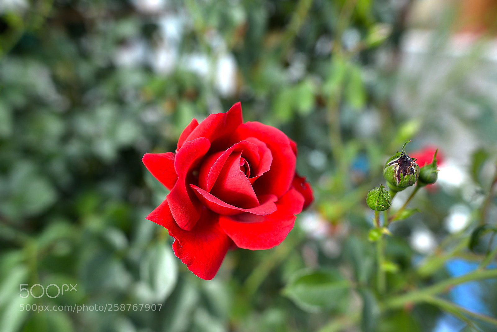 Nikon D800 sample photo. Roses photography