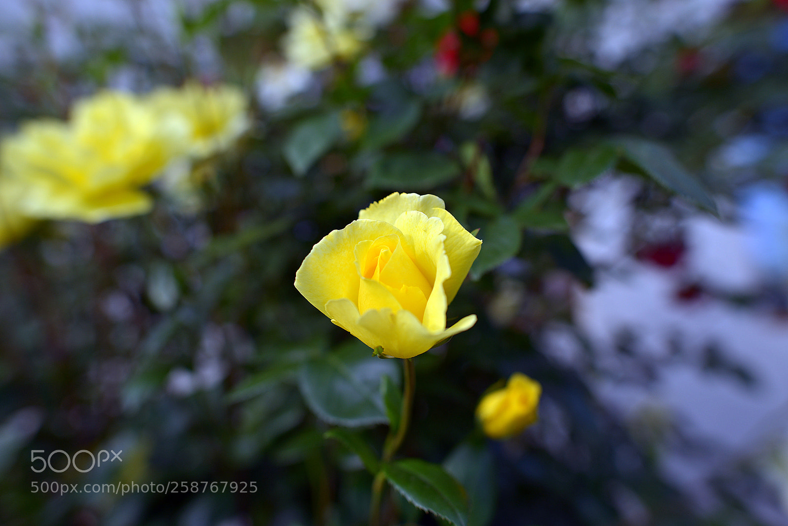 Nikon D800 sample photo. Roses photography