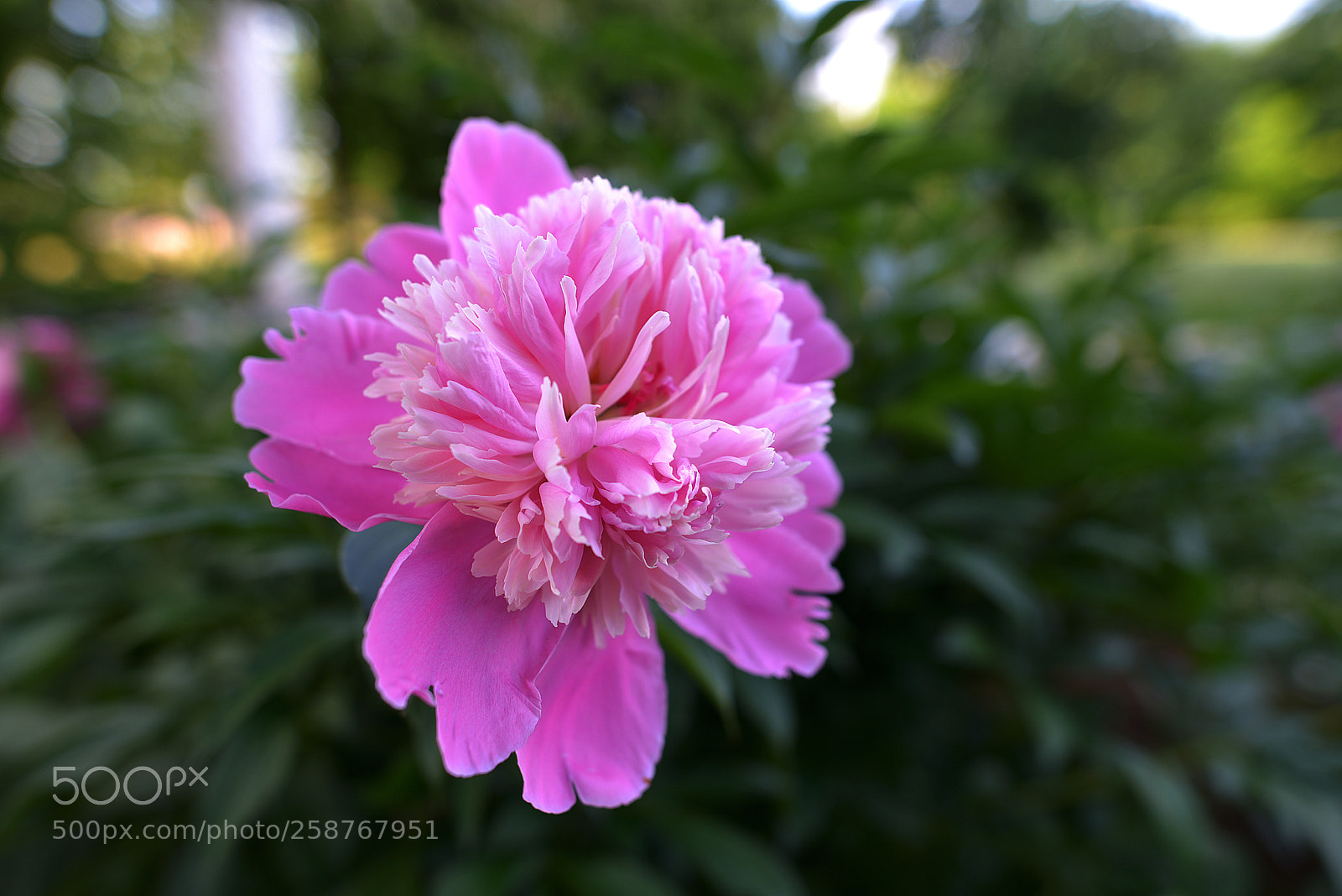 Nikon D800 sample photo. Roses photography