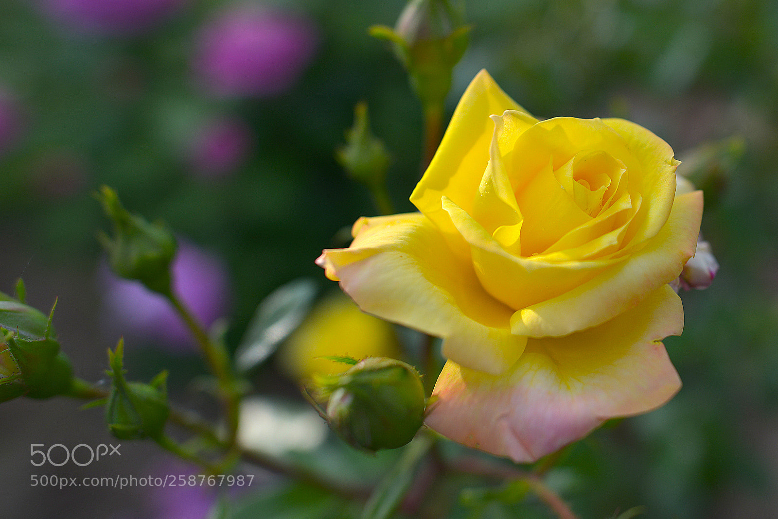 Nikon D800 sample photo. Roses photography