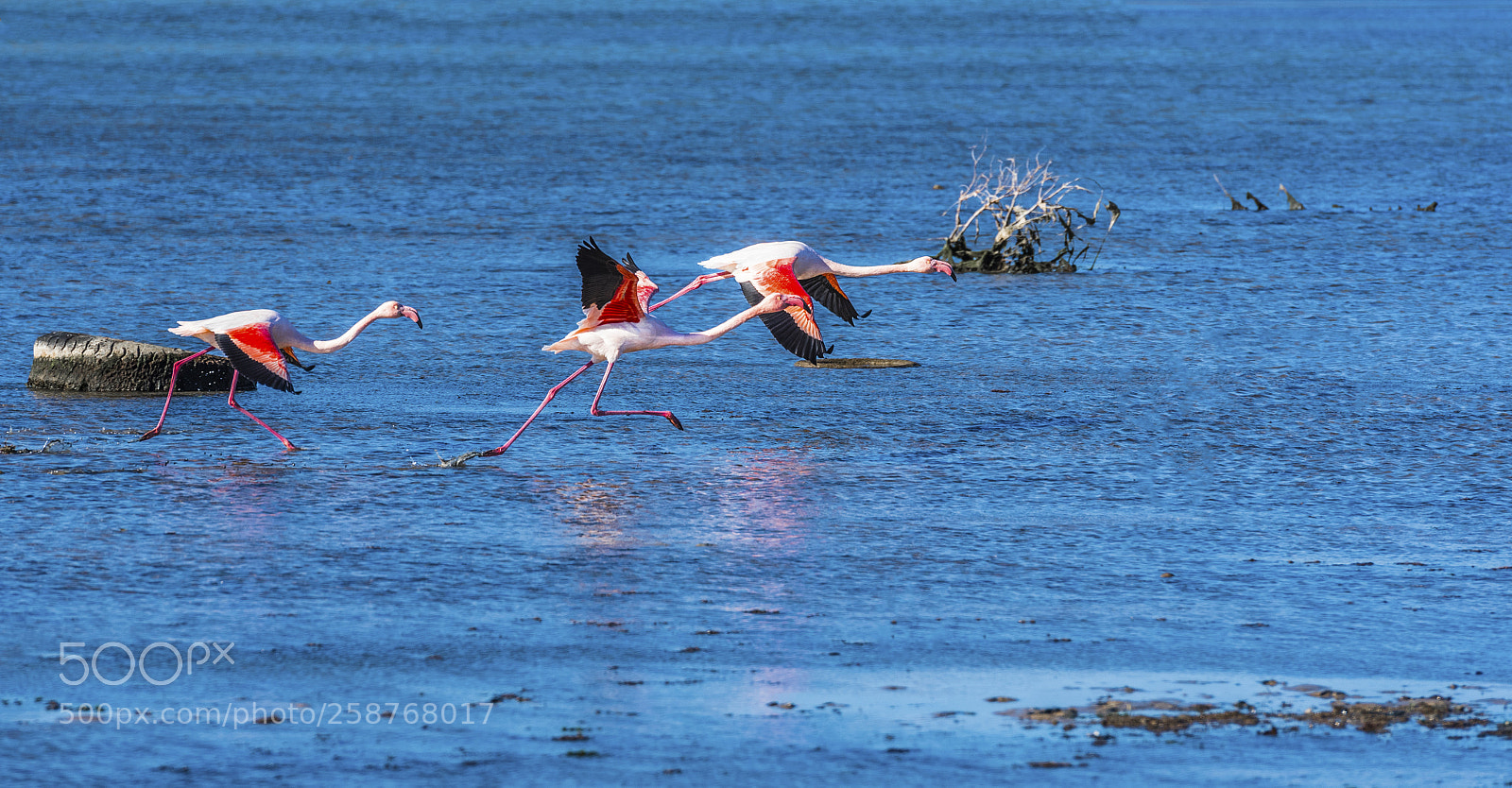 Nikon D750 sample photo. Flamingo photography