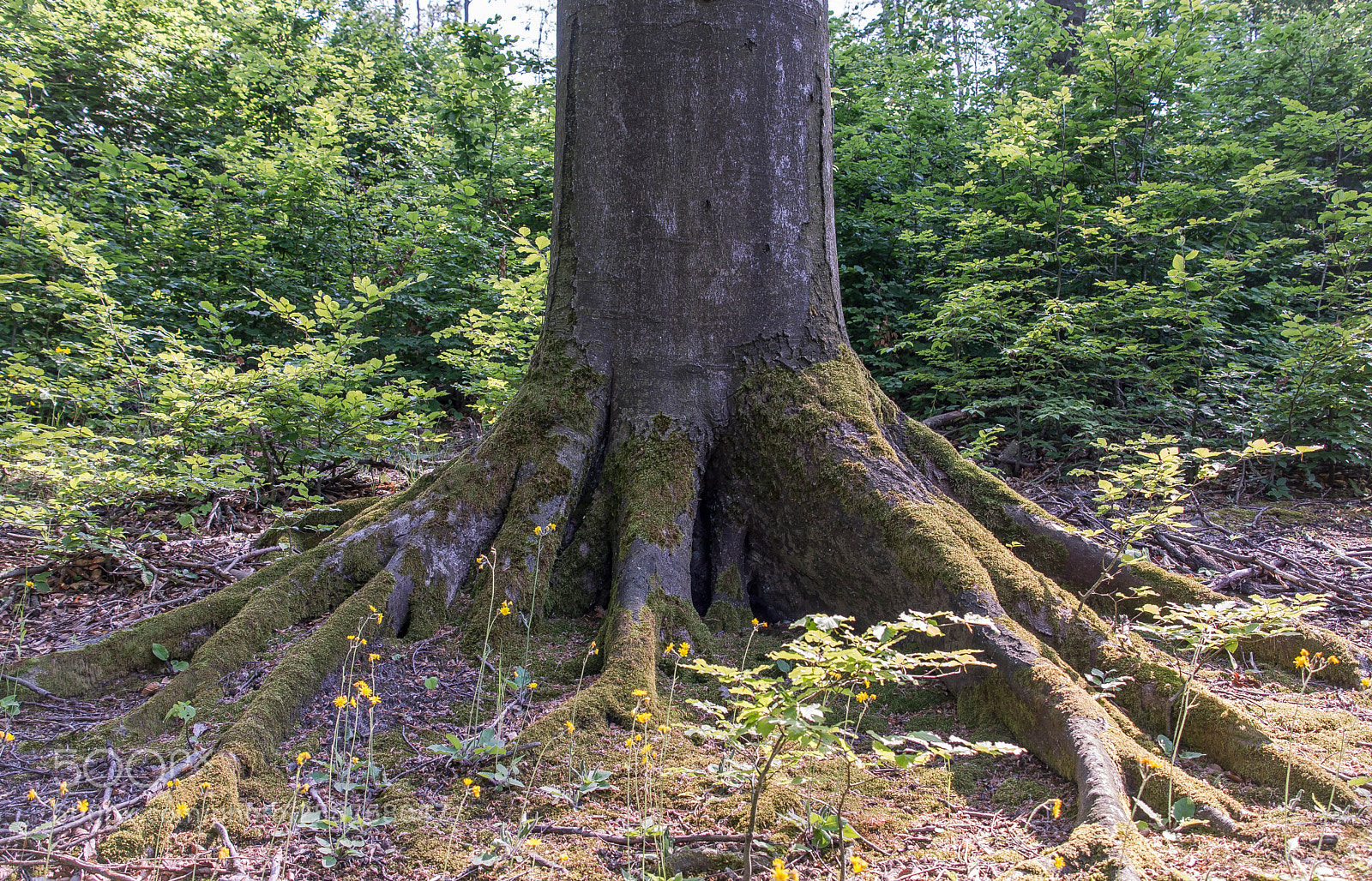 Nikon D7200 sample photo. Root photography