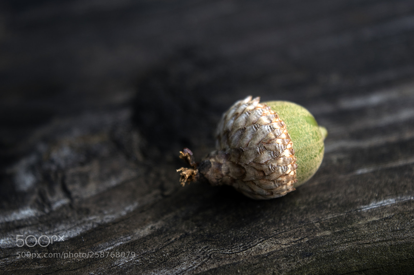 Nikon D3300 sample photo. Acorn photography
