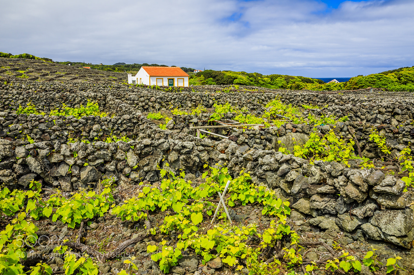 Canon EOS 5D Mark IV sample photo. Açores-terceira-biscoitos-winery photography