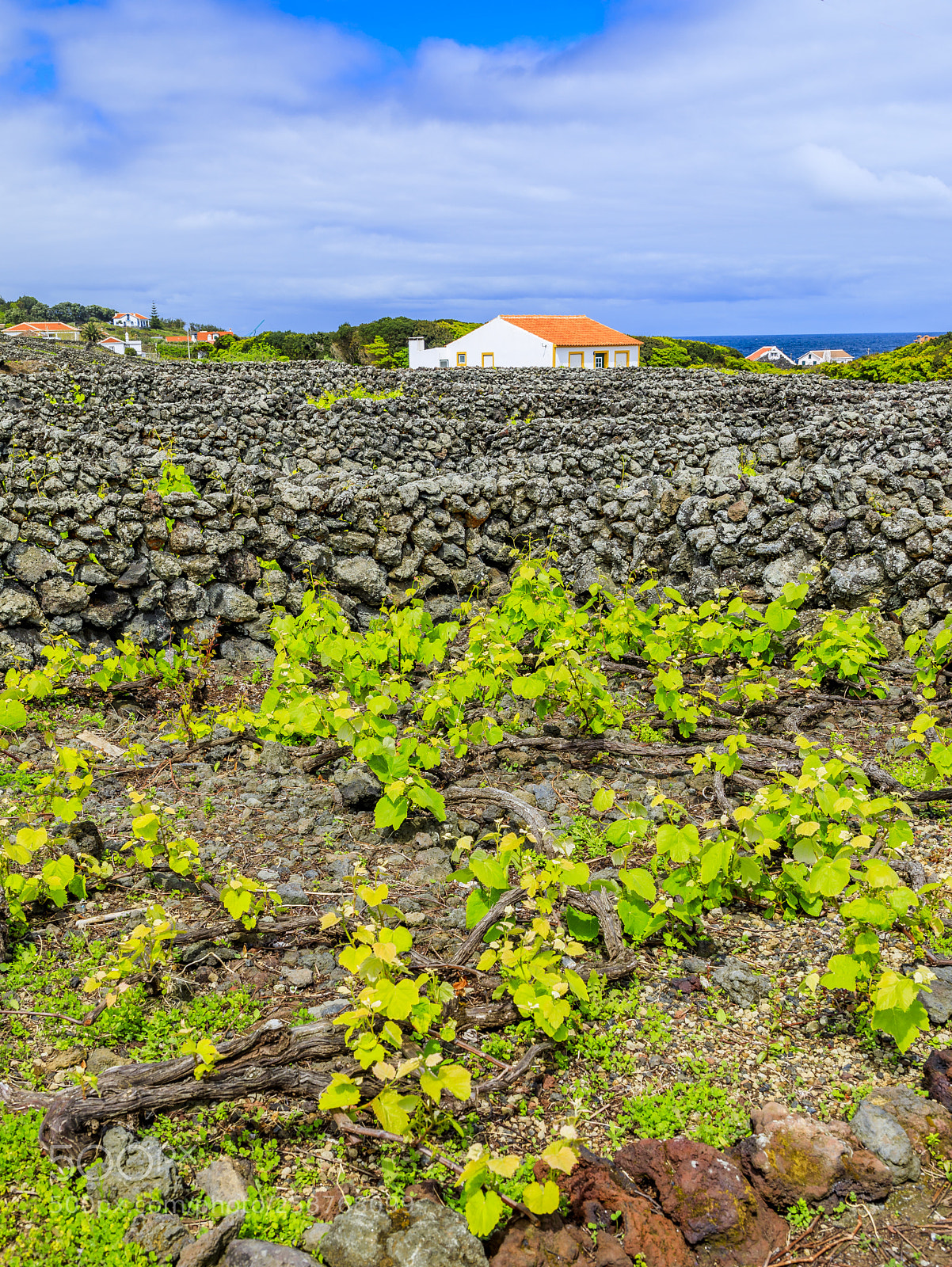 Canon EOS 5D Mark IV sample photo. Açores-terceira-biscoitos-winery photography