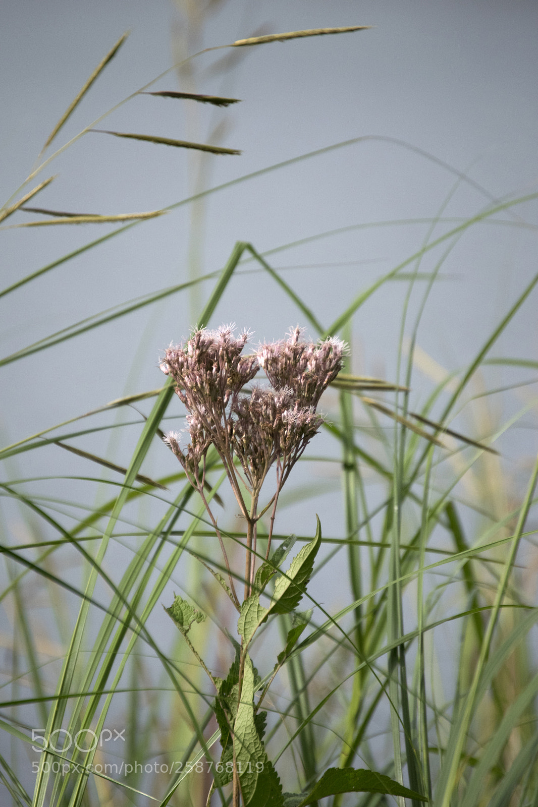 Nikon D3300 sample photo. Nature's balance photography