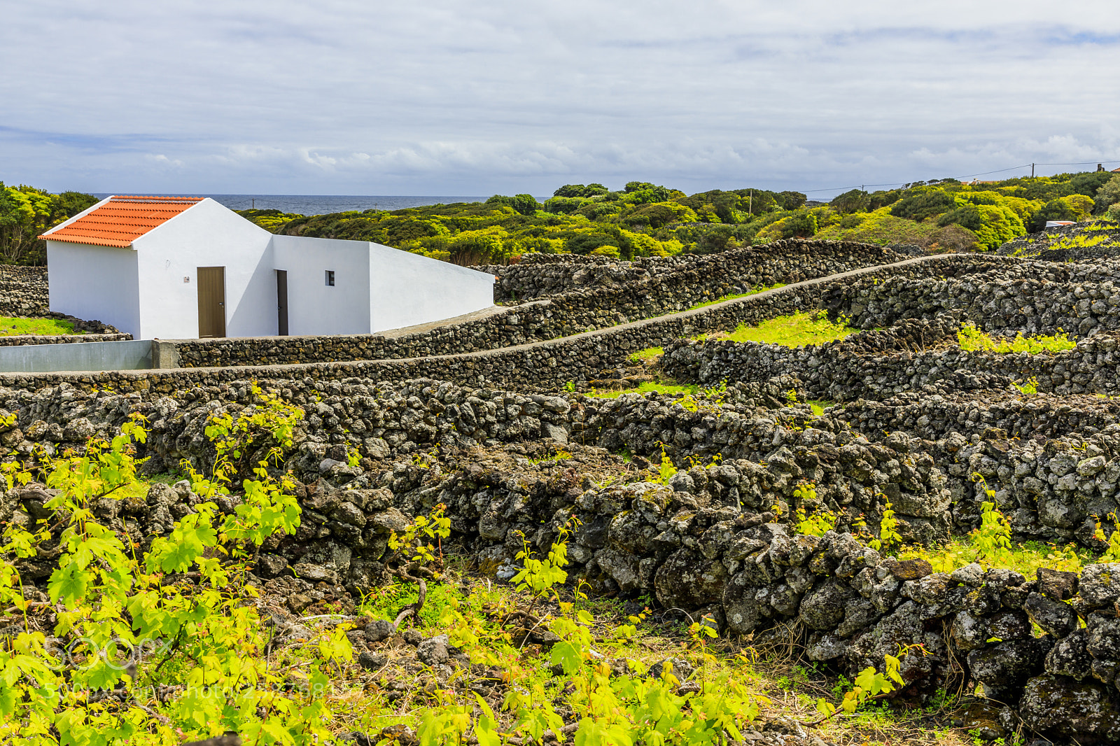 Canon EOS 5D Mark IV sample photo. Açores-terceira-biscoitos-winery photography