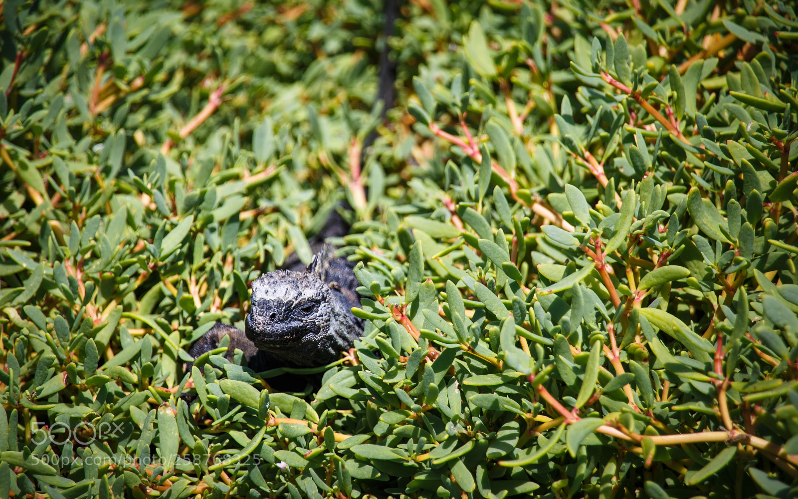 Canon EOS 6D sample photo. Hidden iguana photography