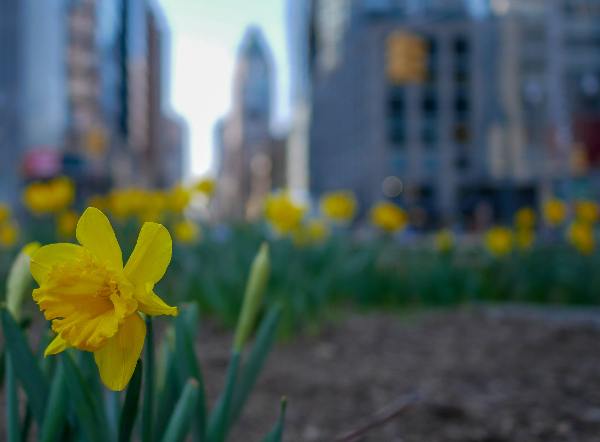 Panasonic Lumix DMC-GX85 (Lumix DMC-GX80 / Lumix DMC-GX7 Mark II) sample photo. Daffodil in the city photography