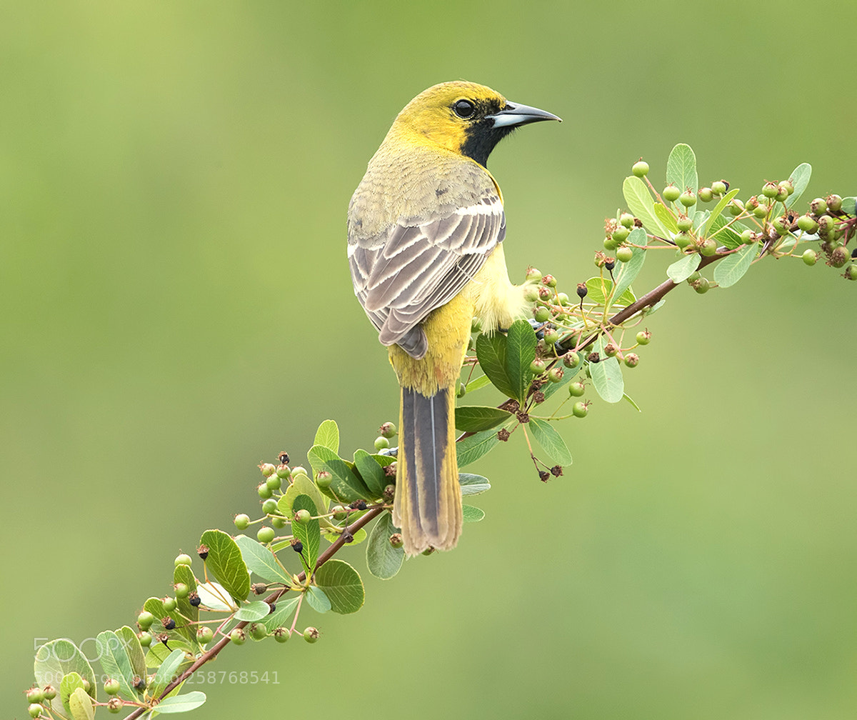 Canon EOS-1D X Mark II sample photo. Orchard oriole photography