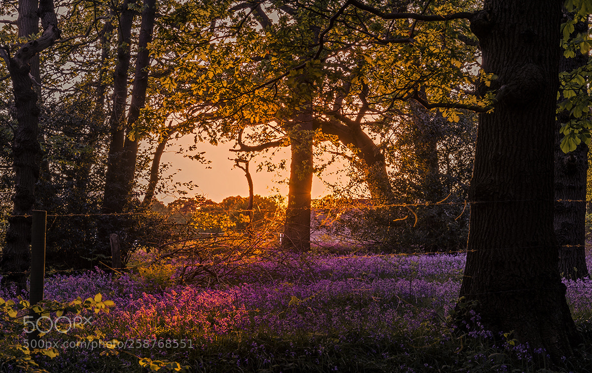 Nikon D610 sample photo. Last light photography