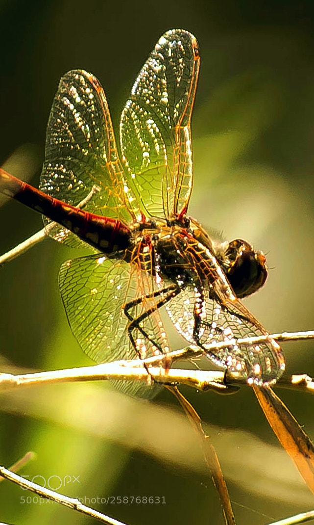 Nikon D5100 sample photo. Dragonfly photography