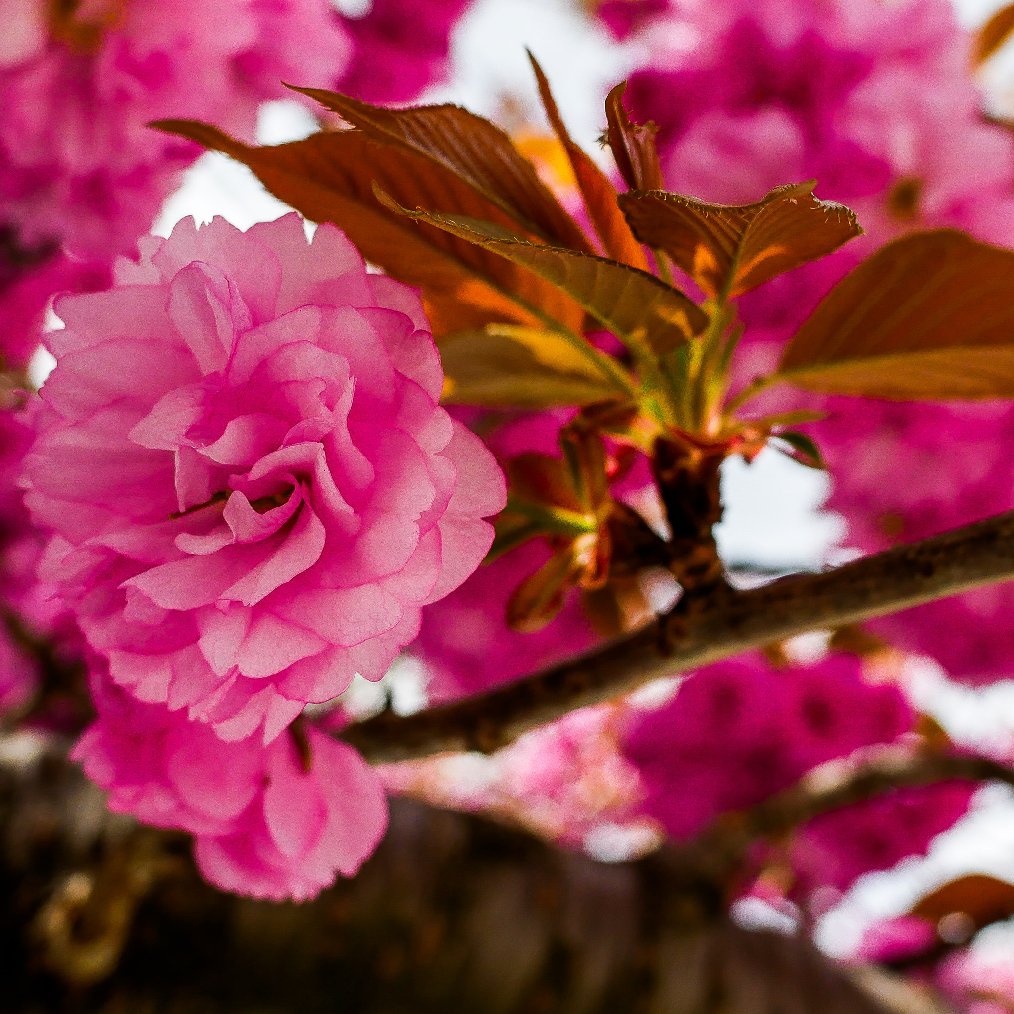 Panasonic Lumix DMC-GX85 (Lumix DMC-GX80 / Lumix DMC-GX7 Mark II) sample photo. In bloom photography
